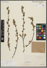 Foto von Salix aurita L.